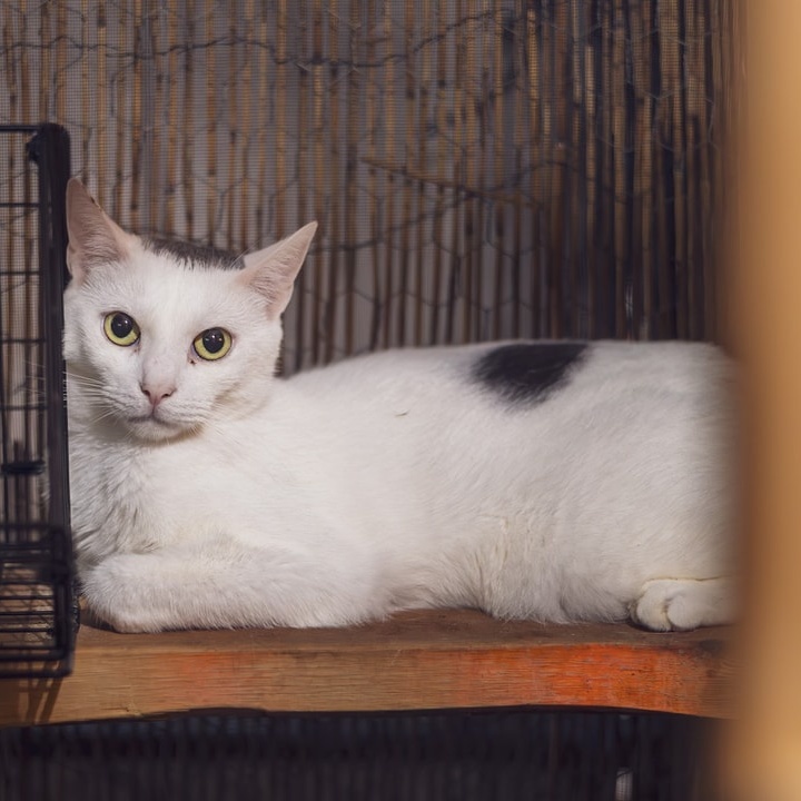 Enlarge Scooby, a Adoptable Domestic Short Hair in Astoria, NY image 5/5