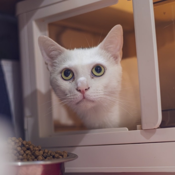 Enlarge Scooby, a Adoptable Domestic Short Hair in Astoria, NY image 3/5