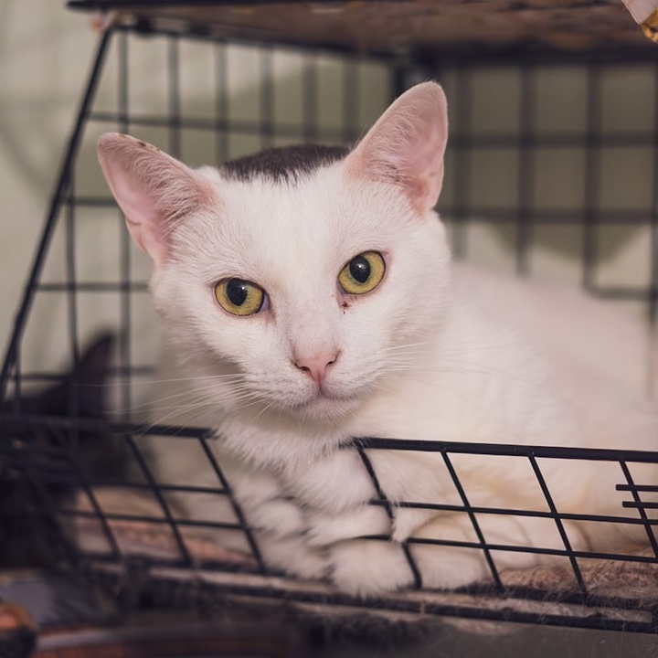 Enlarge Scooby, a Adoptable Domestic Short Hair in Astoria, NY image 4/5