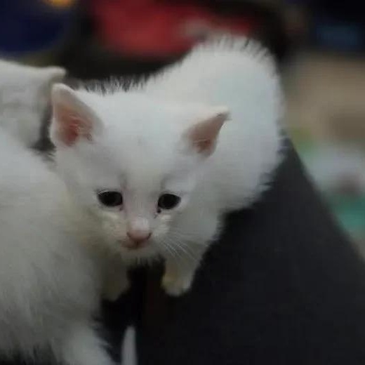 Skater Boy, Adoptable, Young Male Domestic Short Hair.