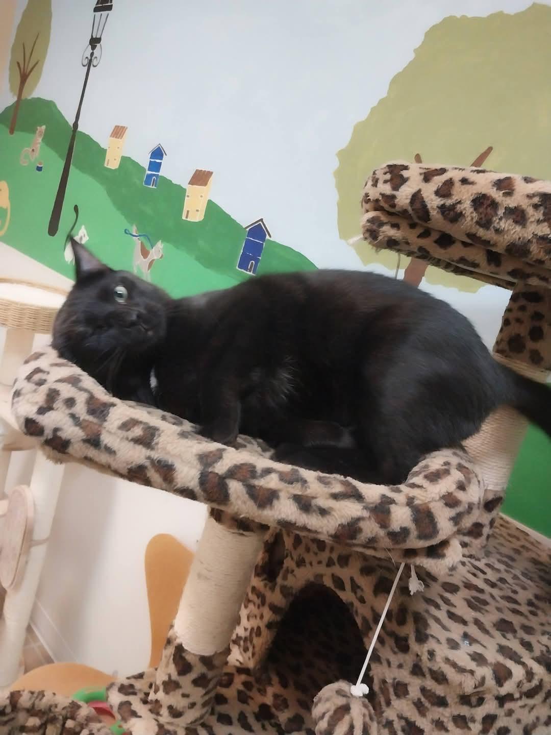 Enlarge Stormy, an adoptable Domestic Short Hair in Temple, PA image 2/2