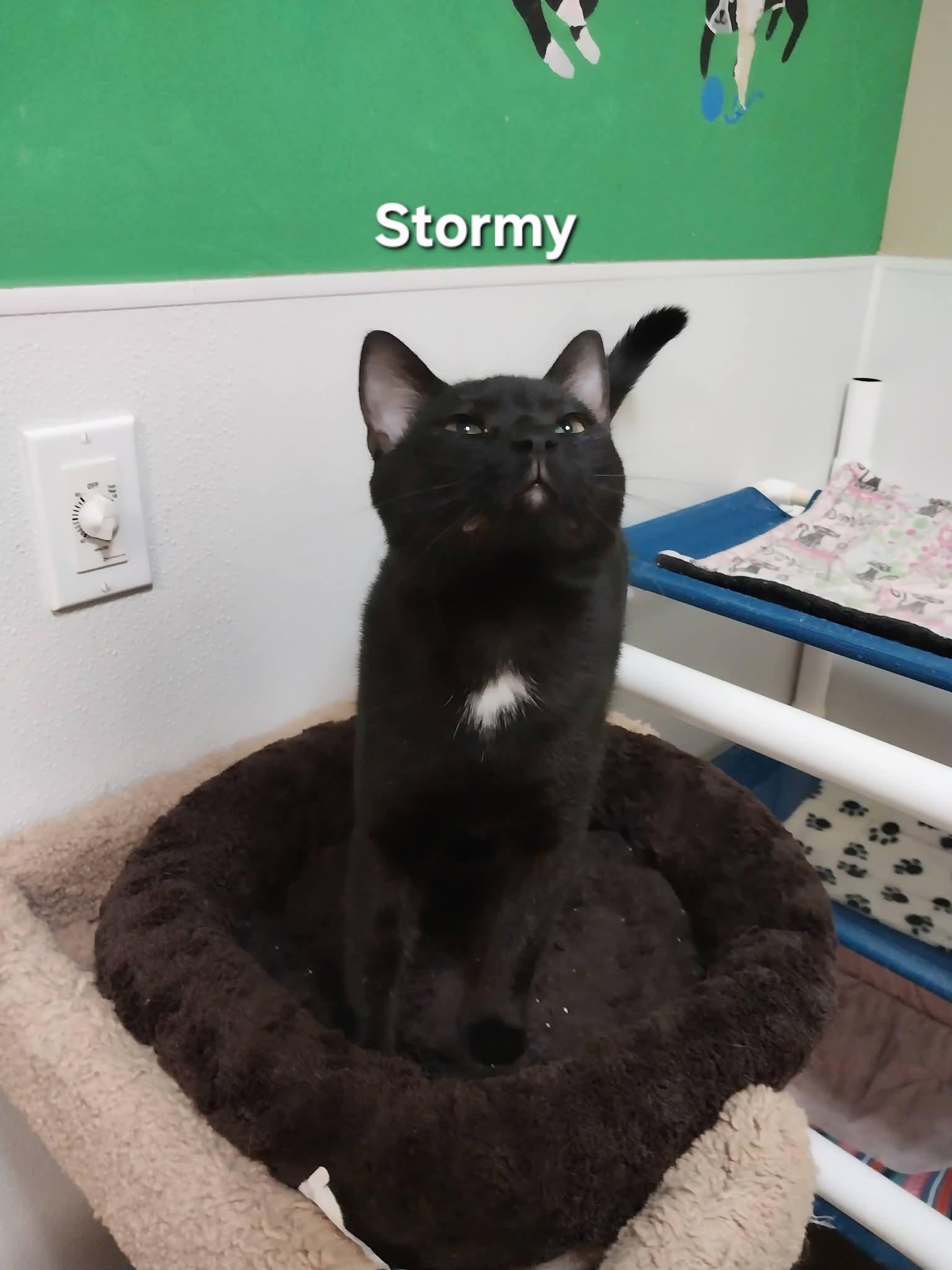 Enlarge Stormy, an adoptable Domestic Short Hair in Temple, PA image 1/2