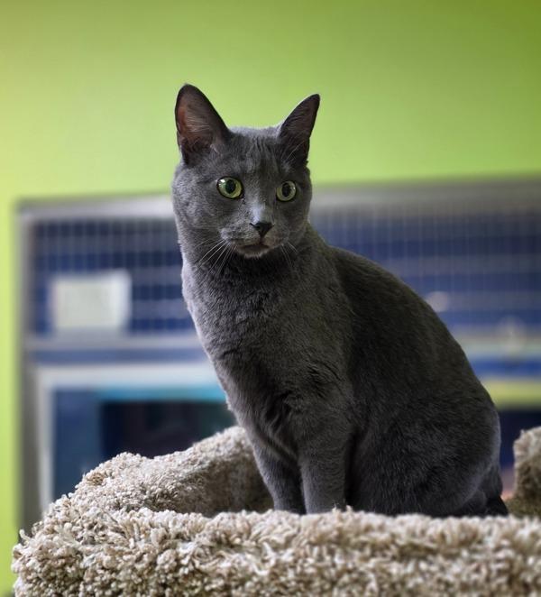 Enlarge Fluffy, a Adoptable mixed breed in Sioux City, IA image 1/6