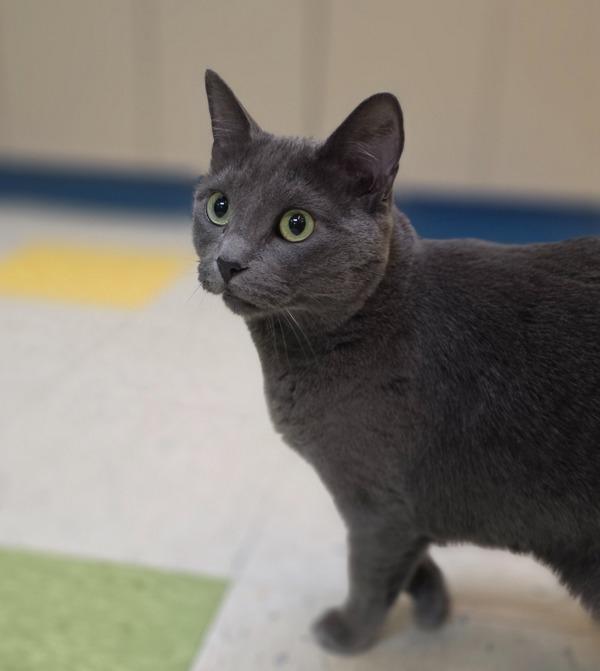 Enlarge Fluffy, a Adoptable mixed breed in Sioux City, IA image 2/6