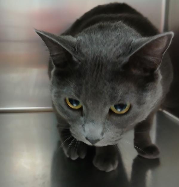 Enlarge Fluffy, a Adoptable mixed breed in Sioux City, IA image 3/6