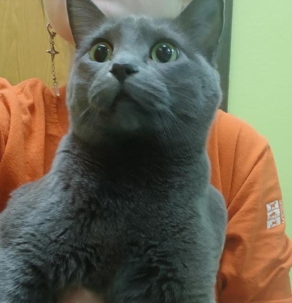 Enlarge Fluffy, a Adoptable mixed breed in Sioux City, IA image 4/6