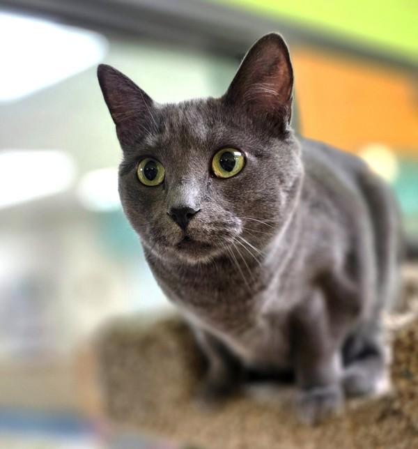 Enlarge Fluffy, a Adoptable mixed breed in Sioux City, IA image 5/6