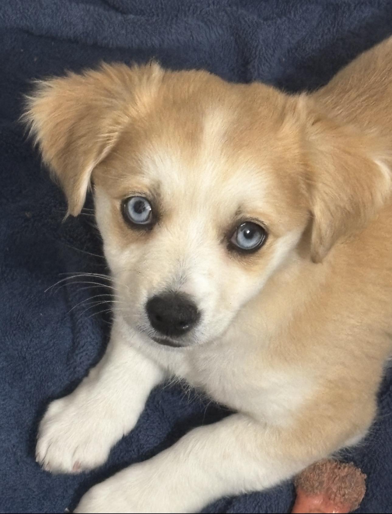 Enlarge Butter , an adopted mixed breed in Rialto, CA image 2/3