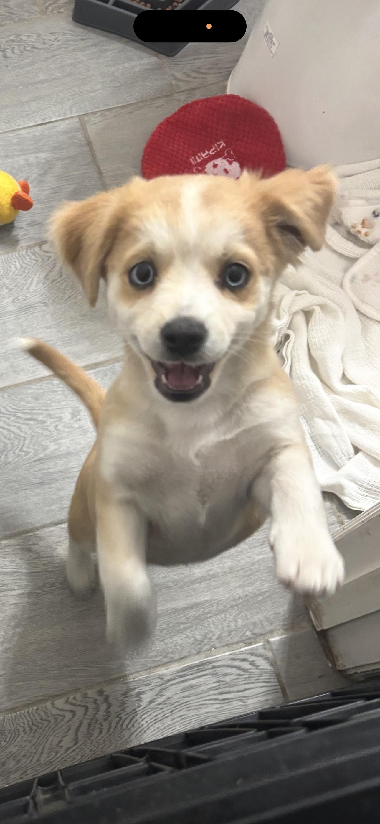 Butter , adopted, Puppy Female Miniature Poodle & Boston Terrier.