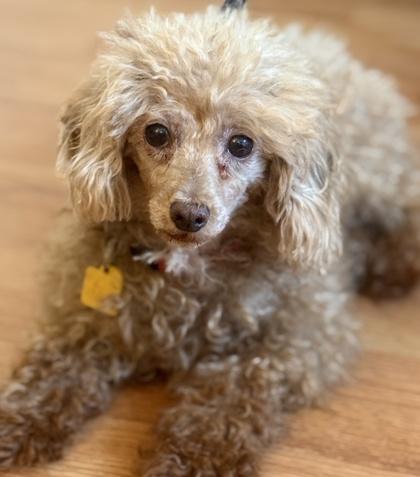 Nicky, Adoptable, Adult Female Poodle.