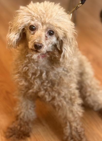 Enlarge Nicky, a Adoptable Poodle in Malvern, PA image 2/3