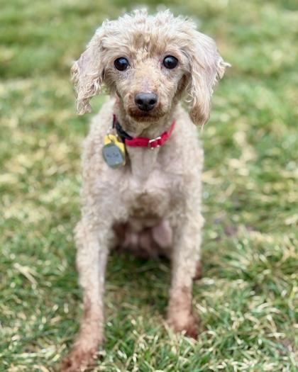 Nicky, Adoptable, Adult Female Poodle.