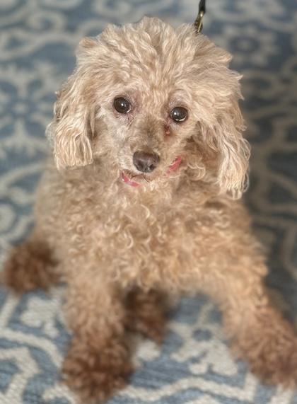 Enlarge Nicky, a Adoptable Poodle in Malvern, PA image 3/3