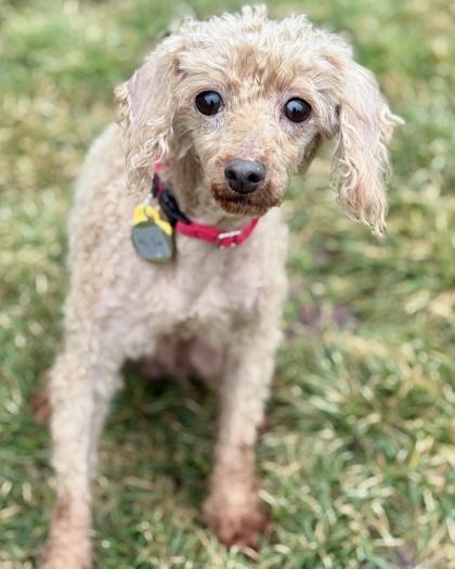 Nicky, a Adoptable Poodle in Malvern, PA image 2/3