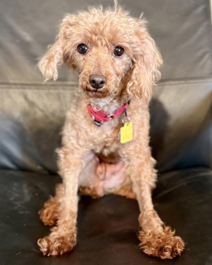Nicky, a Adoptable Poodle in Malvern, PA image 3/3