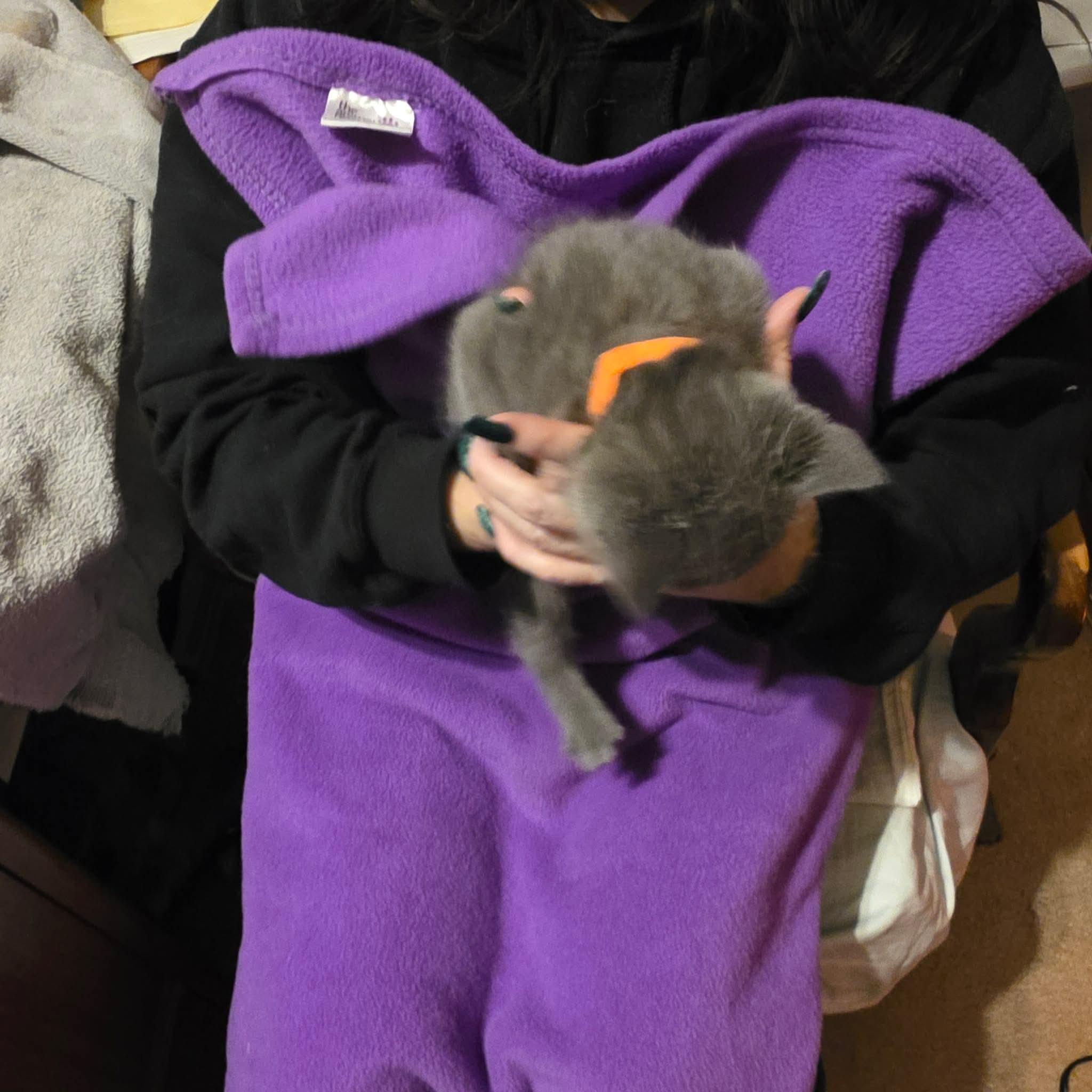 Enlarge Andrei, a Adoptable mixed breed in Chicago, IL image 4/6