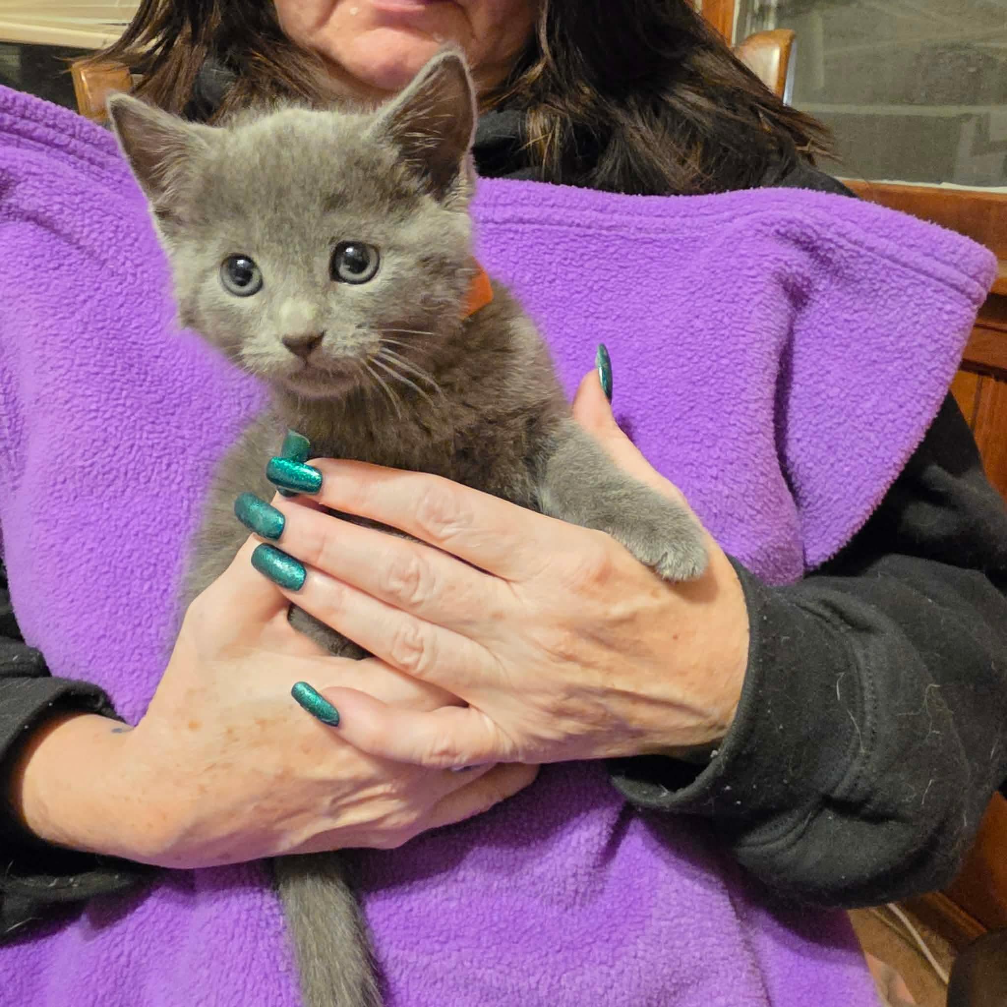 Enlarge Andrei, a Adoptable mixed breed in Chicago, IL image 3/6