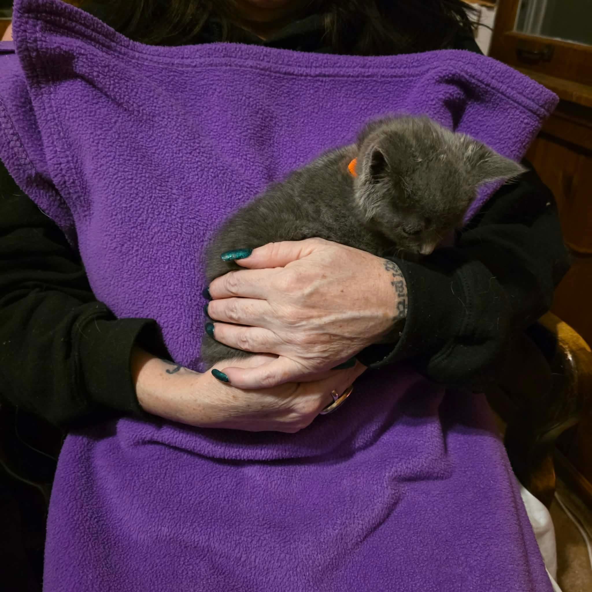 Enlarge Andrei, a Adoptable mixed breed in Chicago, IL image 6/6