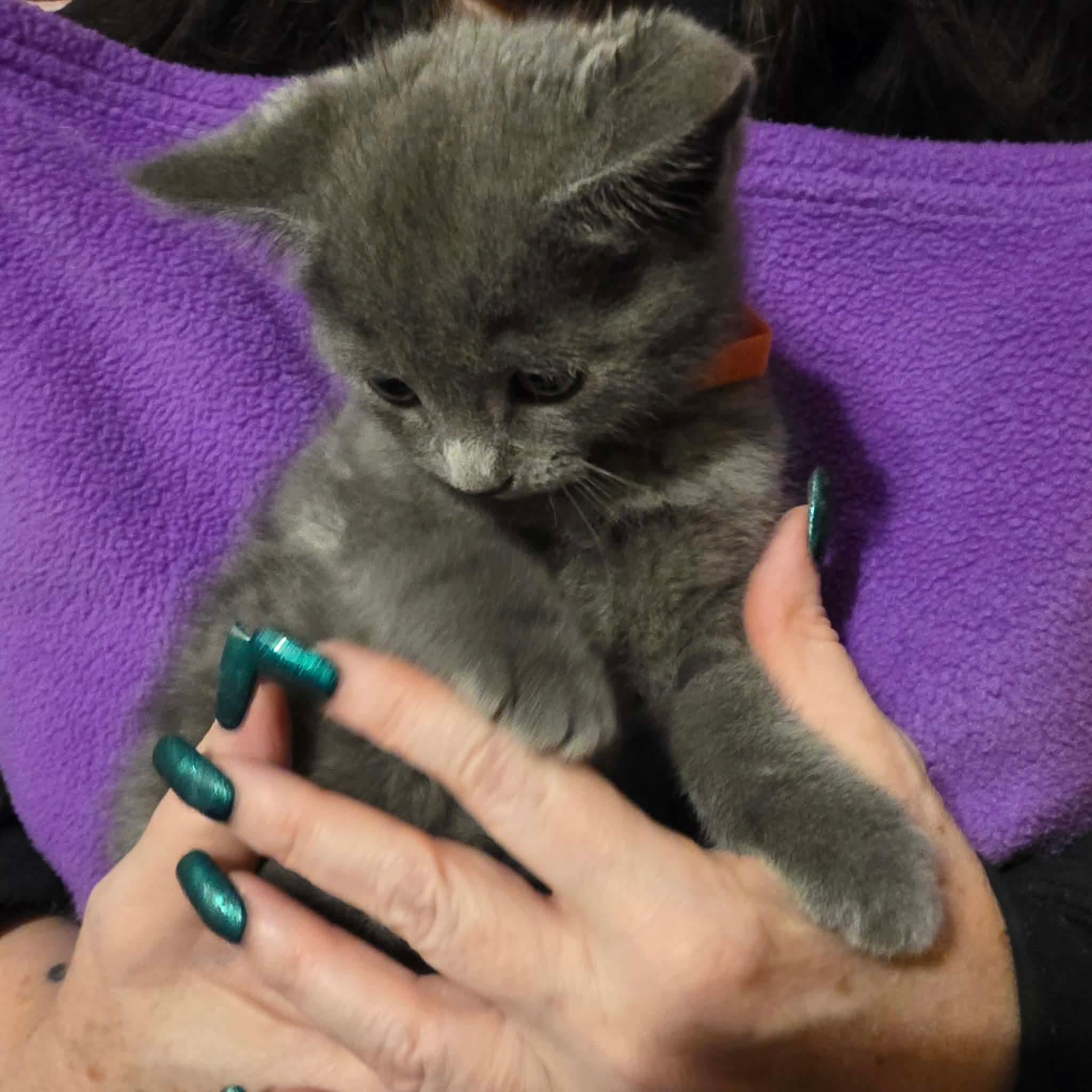 Enlarge Andrei, a Adoptable mixed breed in Chicago, IL image 2/6