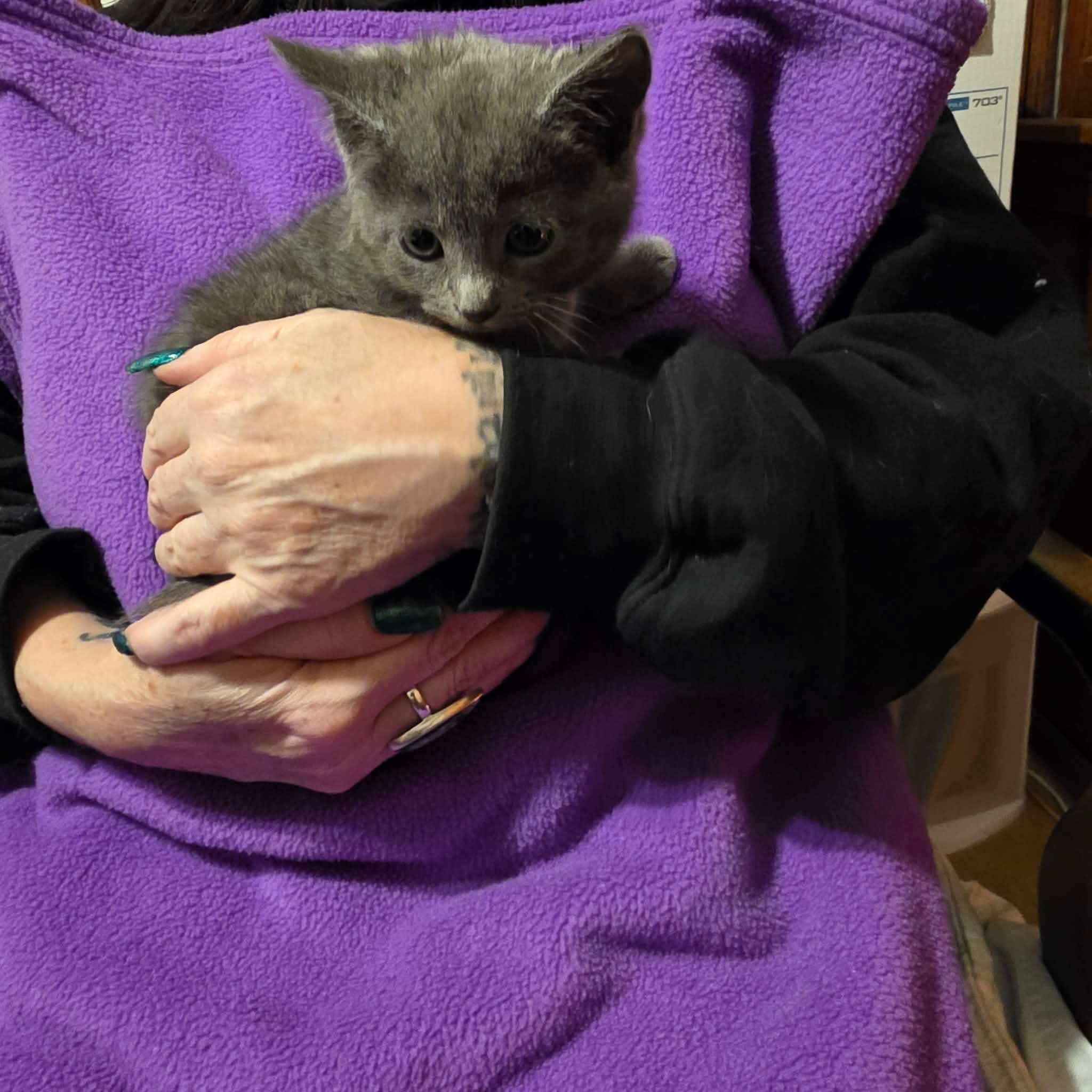 Enlarge Andrei, a Adoptable mixed breed in Chicago, IL image 5/6