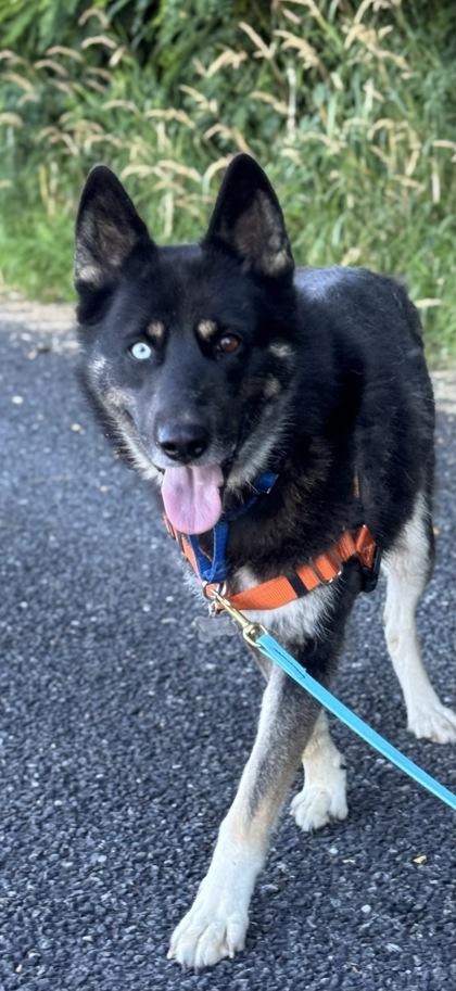 Freya, Adoptable, Adult Female Siberian Husky & Mixed Breed.