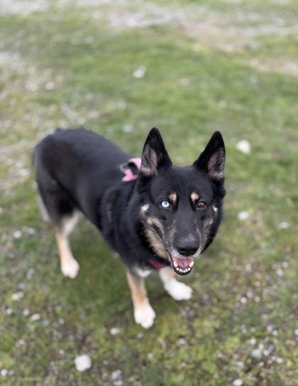 Freya, Adoptable, Adult Female Siberian Husky & Mixed Breed.