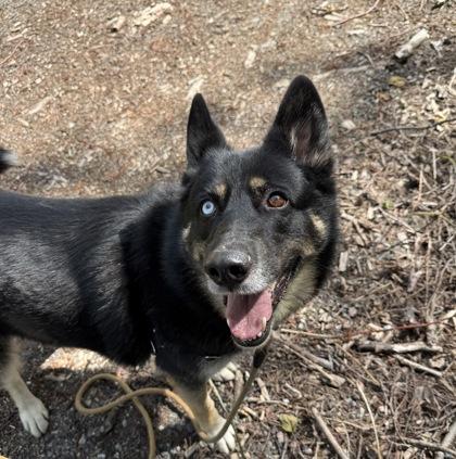 Enlarge Freya, a Adoptable mixed breed in Burlington, WA image 2/3