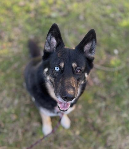 Enlarge Freya, a Adoptable mixed breed in Burlington, WA image 2/3
