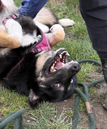 Enlarge Freya, a Adoptable mixed breed in Burlington, WA image 3/3