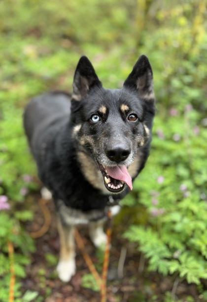 Freya, a Adoptable mixed breed in Burlington, WA image 2/2