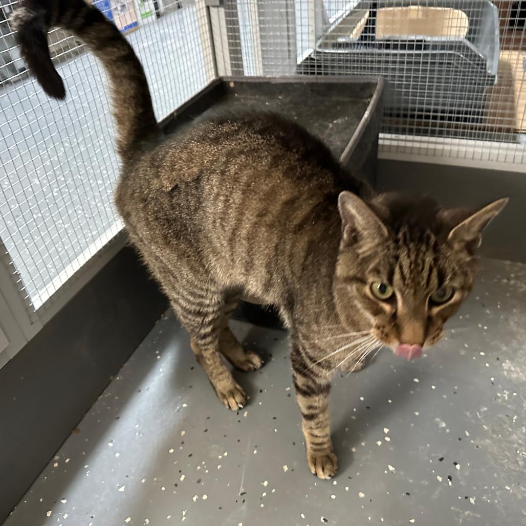 Dallas — thumbnail 2