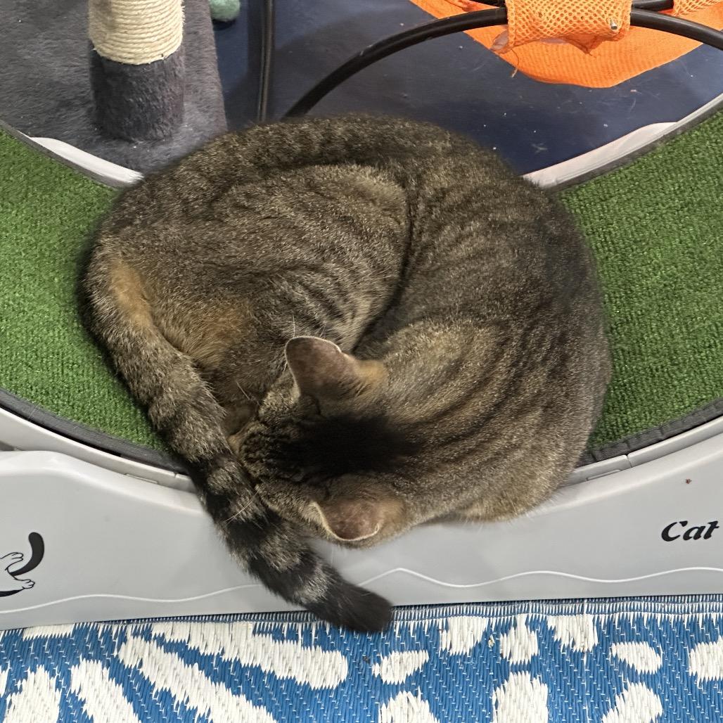 Dallas — thumbnail 3