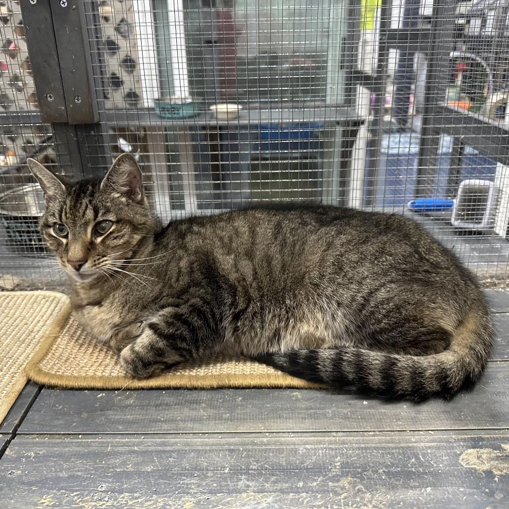 Dallas — thumbnail 4