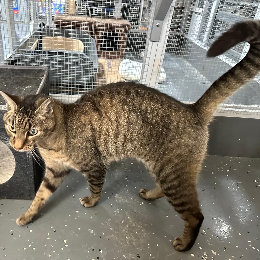 Dallas — thumbnail 5