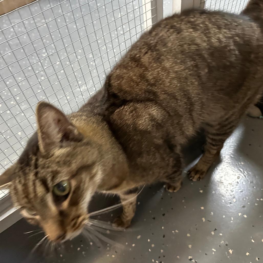 Dallas — thumbnail 6