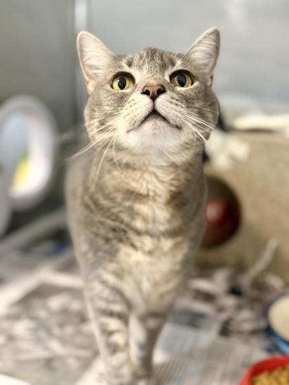 Daisy, Adoptable, Adult Female Domestic Short Hair & Domestic Short Hair.