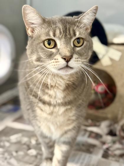 Daisy, a Adoptable mixed breed in Daytona Beach, FL image 2/2