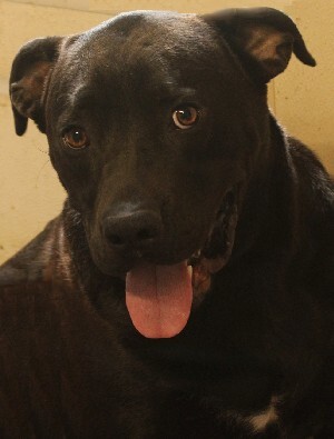 Enlarge Buck, a Adoptable mixed breed in Savannah, MO image 1/1