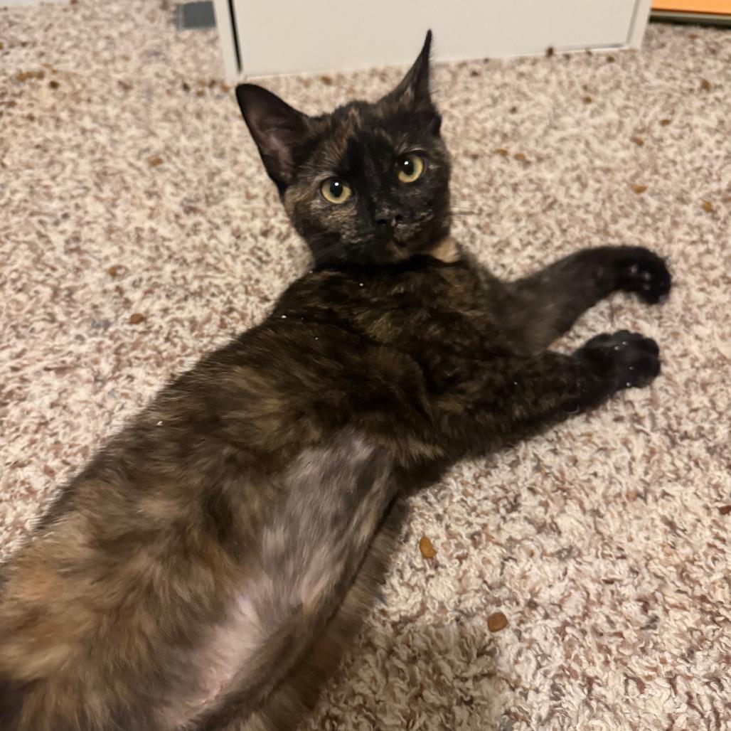 Enlarge Pinkie, a Adoptable Domestic Short Hair in Frederick, MD image 2/2