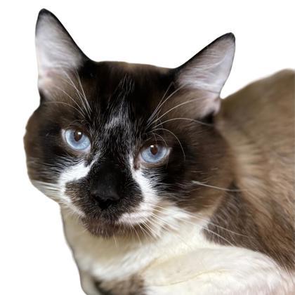 Benedict, Adoptable, Adult Male Domestic Short Hair & Domestic Short Hair.