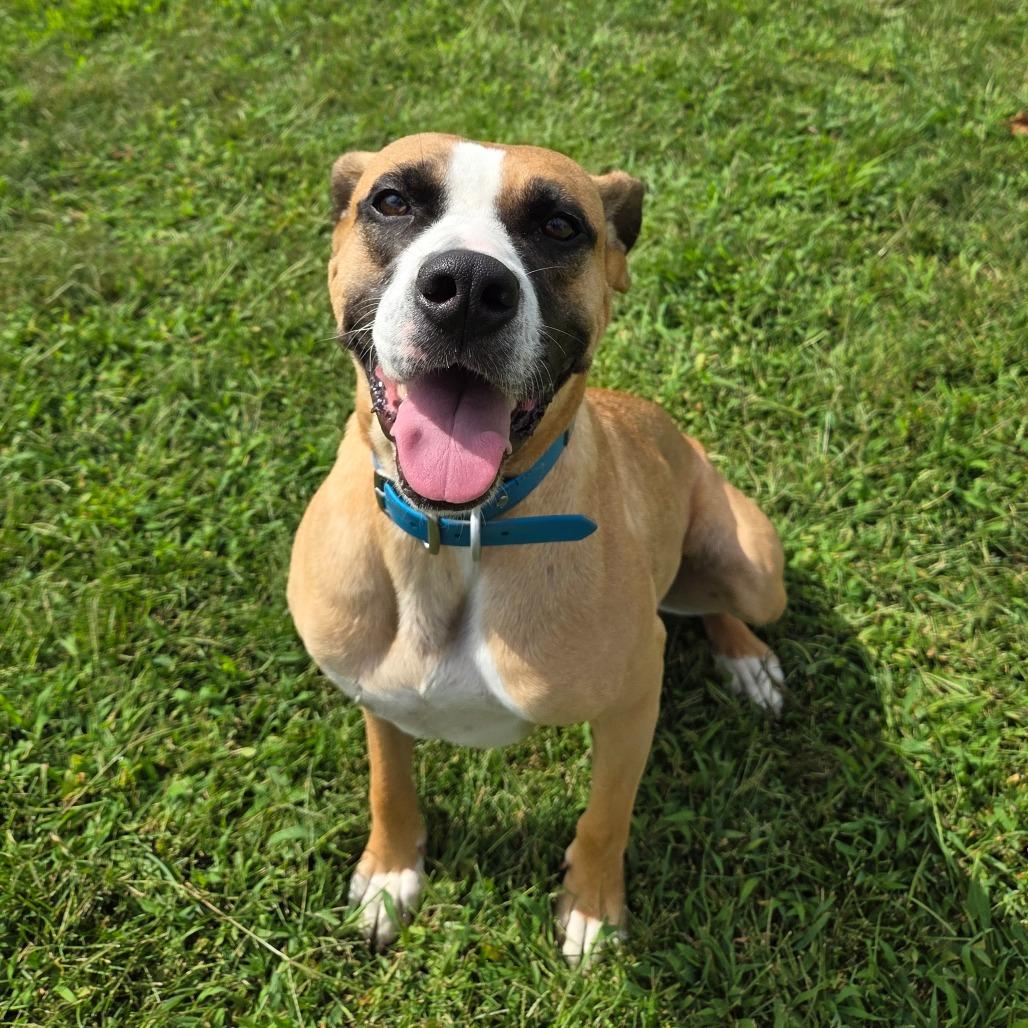 London, Adoptable, Adult Female Boxer & Mixed Breed.