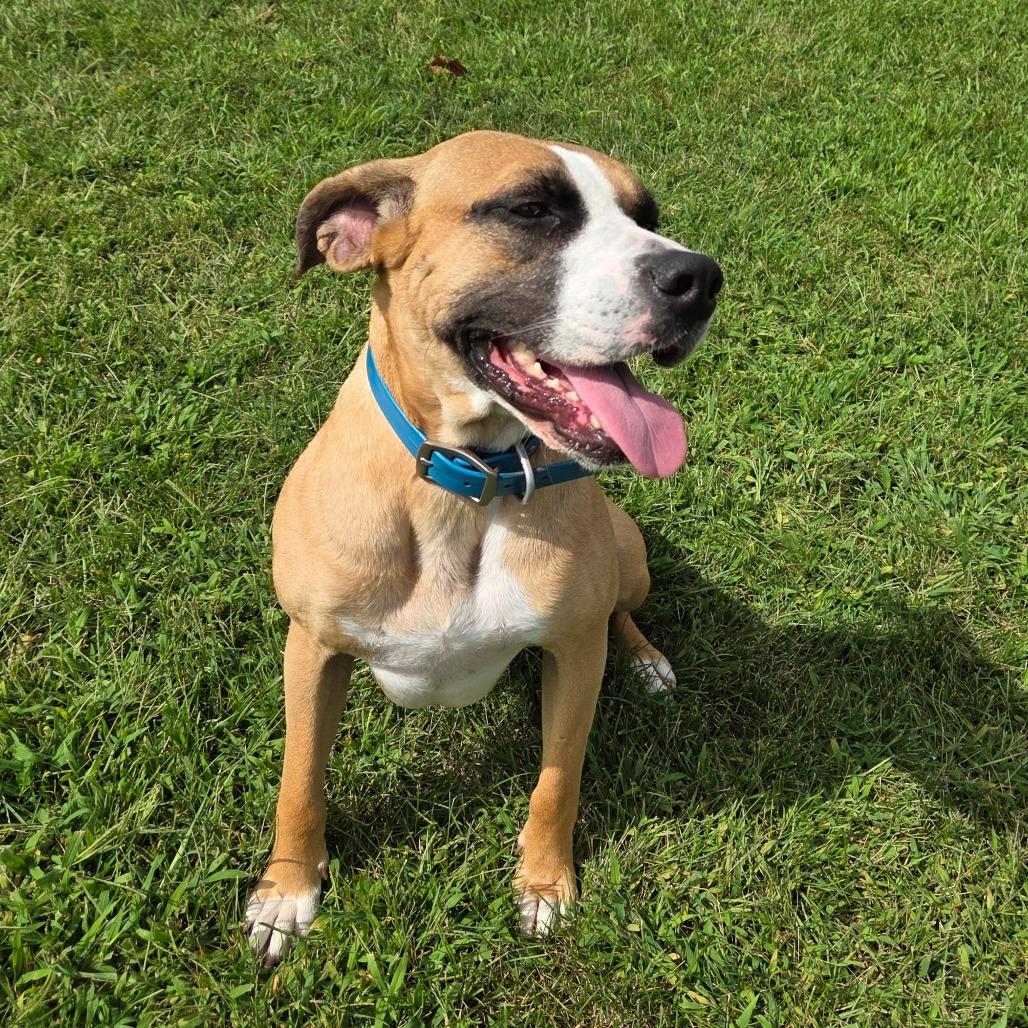 London, a Adoptable mixed breed in Pontiac, IL image 2/6