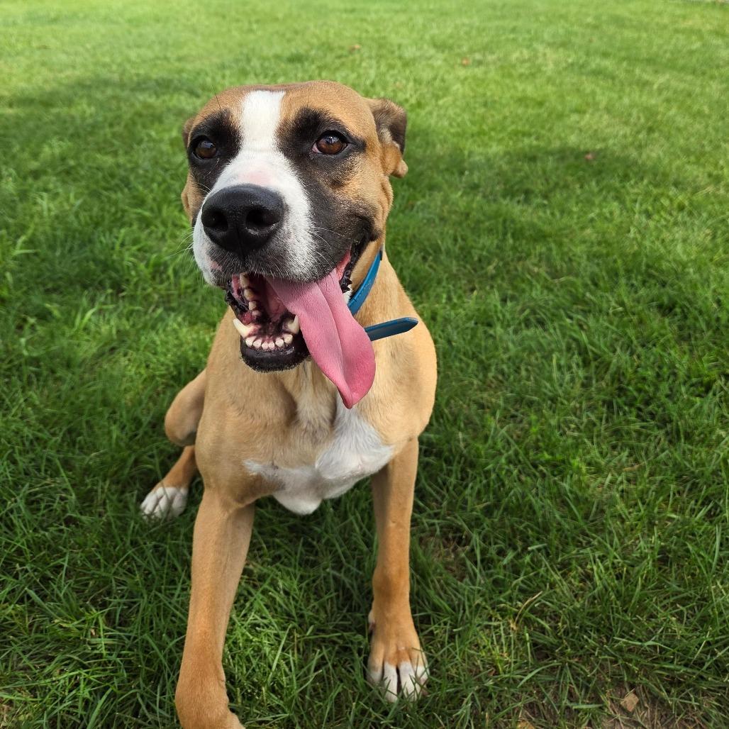 London, a Adoptable mixed breed in Pontiac, IL image 3/6