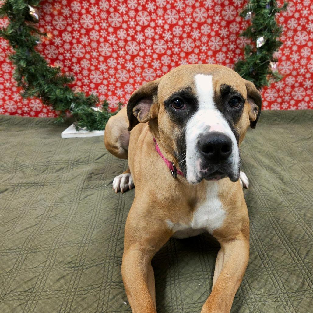 London, a Adoptable mixed breed in Pontiac, IL image 4/6