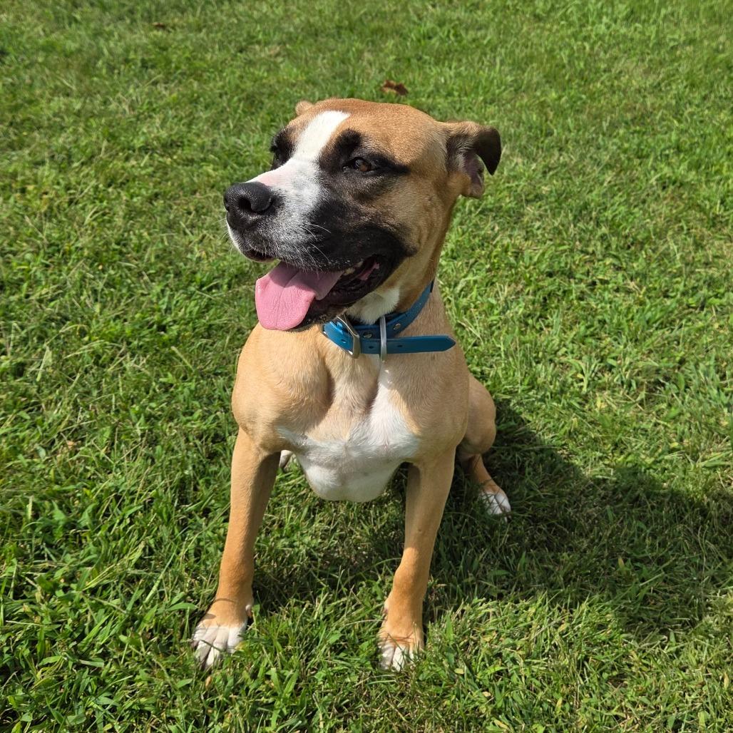 London, a Adoptable mixed breed in Pontiac, IL image 5/6