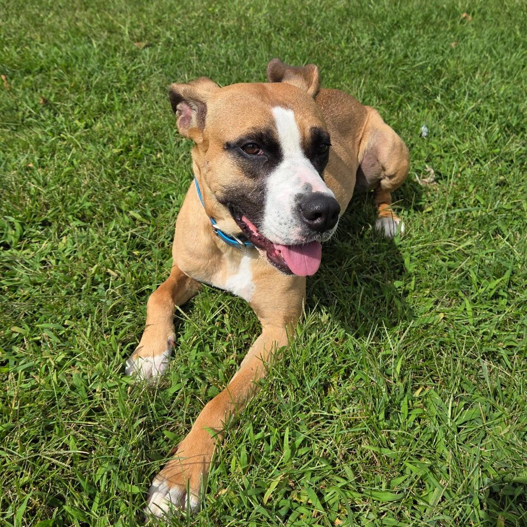 London, a Adoptable mixed breed in Pontiac, IL image 6/6