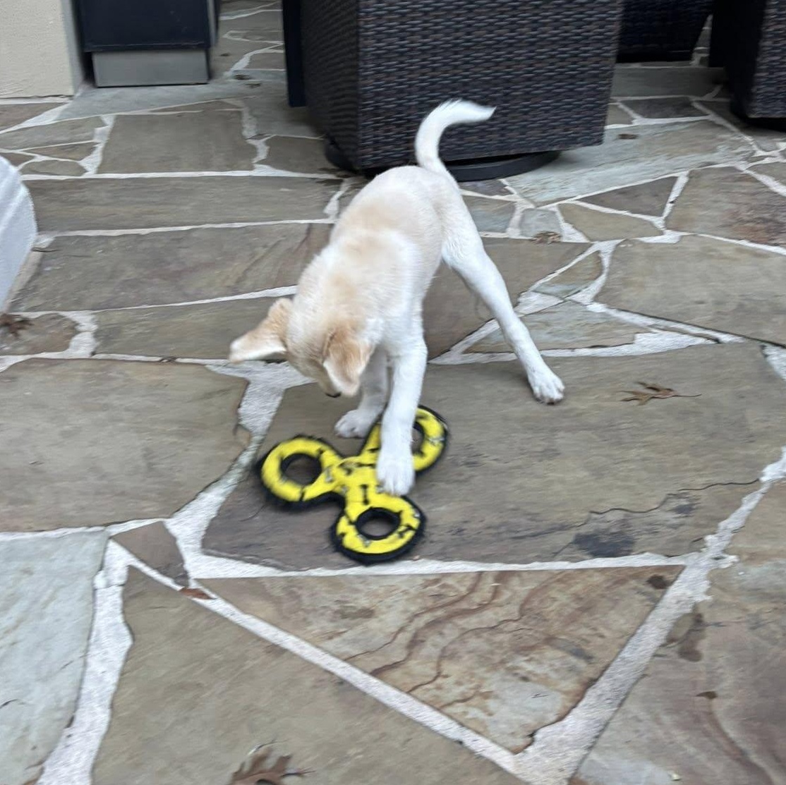 Jake, a Adoptable mixed breed in Portland, OR image 2/3