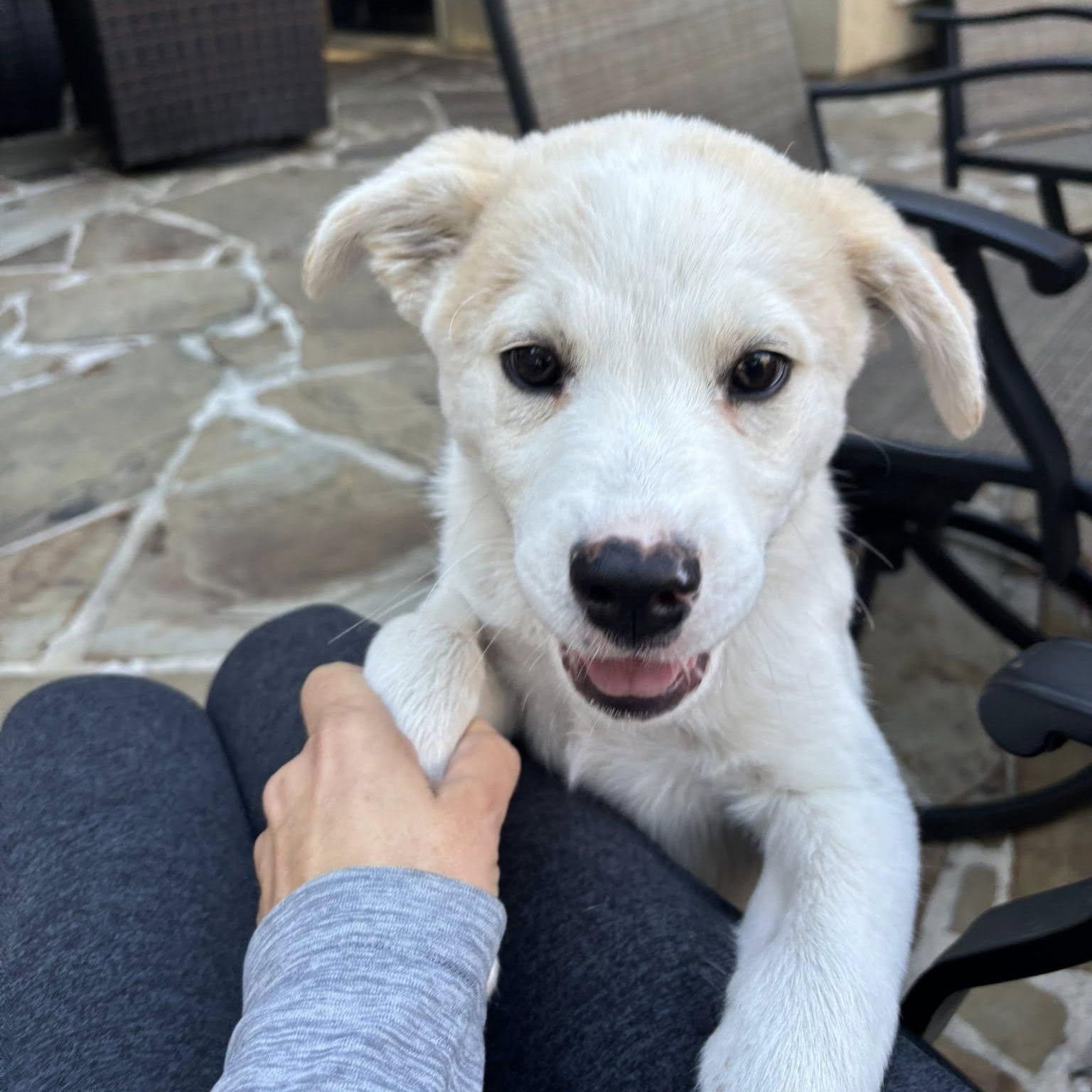 Jake, a Adoptable mixed breed in Portland, OR image 3/3