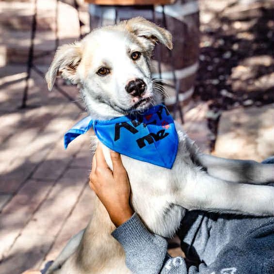 Jake, a Adoptable mixed breed in Portland, OR image 1/6