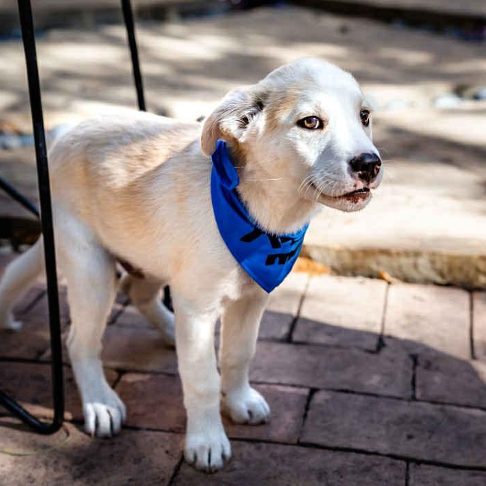 Jake, a Adoptable mixed breed in Portland, OR image 2/6